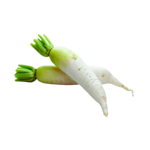 Daikon Radish