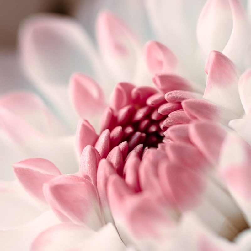 pexels-kristina-paul-18253732 (1)